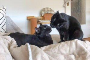 POLLY und EMI sind Geschwister, die zusammen vermittelt werden, weil sie sehr aneinander hängen
