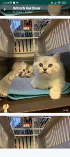 Britisch Kurzhaar Katzenbabys