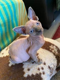 Canadian Sphynx Kitten,