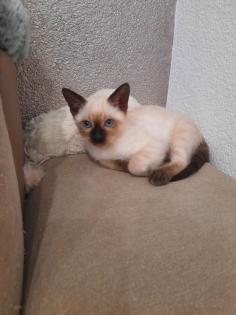 Tonkanesekitten Burma, Siam