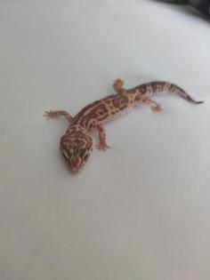 3 Leopardgecko Weibchen