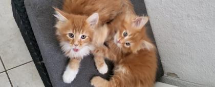 2 Main Coon Kitten abzugeben