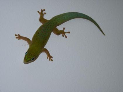 Phelsuma dubia