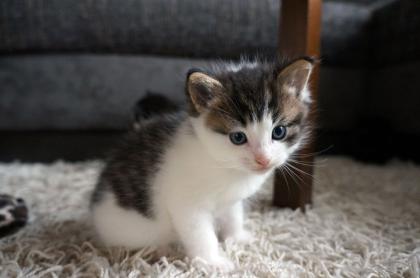 Maine-Coon/Perser/ Hauskatze