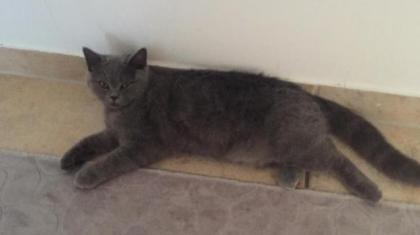 Bkh Deckkater Blue Blutgruppe A