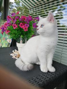Bildhübscher junger reinrassiger BKH Kater 5 Monate alt