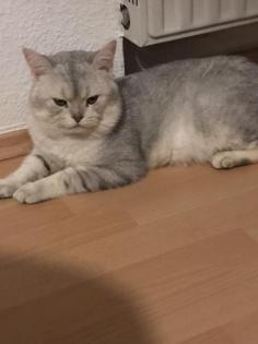 Bkh Deckkater