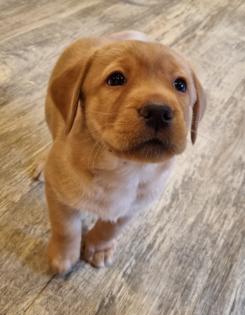 Labrador Welpen Reinrassig