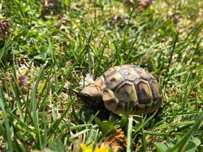 Griechische Landschildkröte