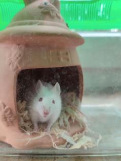 Maus weiß Zubehör abzugeben
