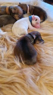 Jack Russel Terrier Welpen