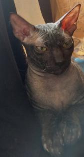 Sphynxkater Nov. 22 geboren