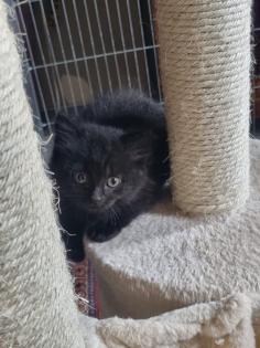 4 Kitten suchen ein neues Zuhause