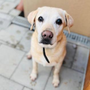 Chica . hübsches Hundemädchen