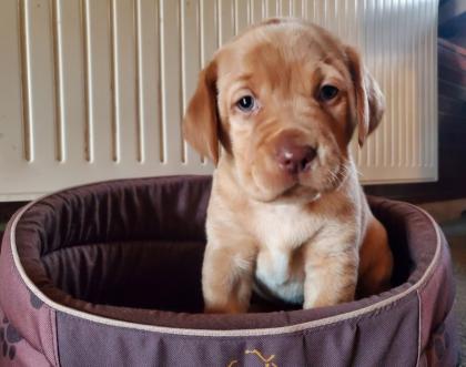 Zuckersüsse Labrador Welpen in Foxred und Blond