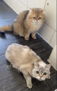 Nur noch 2 Kittens suchen liebevolle Zuhause