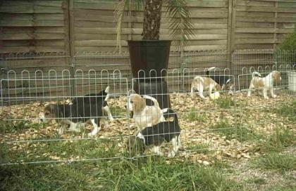 Beagle Welpen 9Wochen