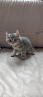 Katzenbabys BKH 29. 03. 23 geboren