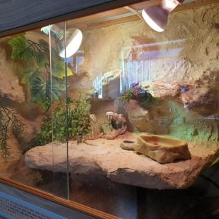 Zwergbartagame männlich mit Terrarium abzugeben