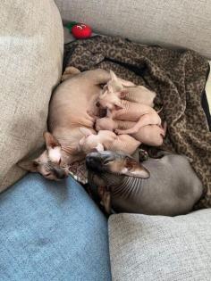 Canadian/Don Sphynx, Vater mit Ahnentafel