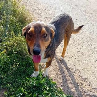 Alfred / Status sucht ein Zuhause