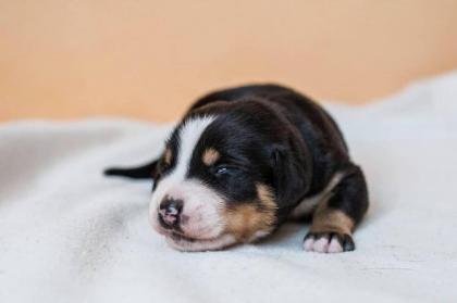 Großen Schweizer Sennenhund Welpen mit Ahnentafel FCI