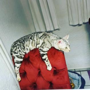 Jay jay Xxl Spottet Tabby Silber Bengaldame Zuchtzulassung 1. 5 Jahre alt