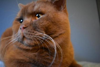 Deckkater BKH, Cinnamon ticked, streifenfrei