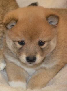 24 Jahre Shiba Inu Zucht in Sachsen