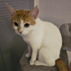 SWEETY - weiblich 1 Jahr europäische Kurzhaarkatze Gechipt Kastriert