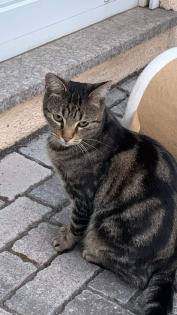 Kater vermisst