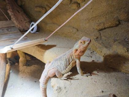 Bartagame mit Terra