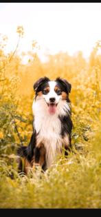 Australian shepherd mini