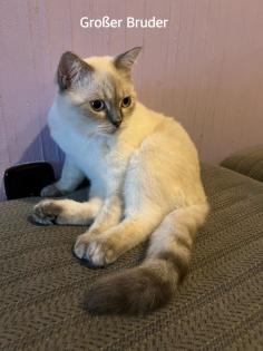 BKH Kitten Weibchen