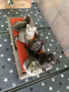 Mischlingskitten BKH/EHK suchen ein neues zu Hause