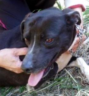 Paula - Mrs Elenis No 27 Sie kam mit 8 Wochen in diese Hundepension und lebt se