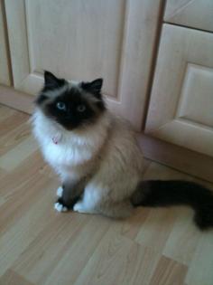 Heilige Birma Seal Point Katze 1 Jahr alt