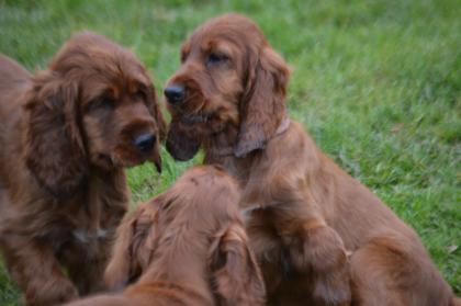 Irish Red Setter Welpen m. VDH-Papieren