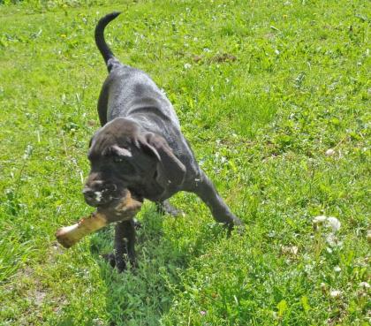 Mischlingswelpen, Cane Corso, Labrador, Dogge