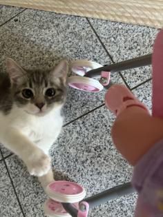 Ragdoll mix Kitte