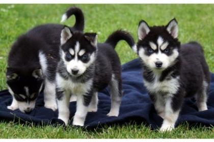 Verfügbar Siberian Husky für ein gutes Zuhause.
