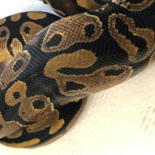 Königspython Classic 21 Python regius