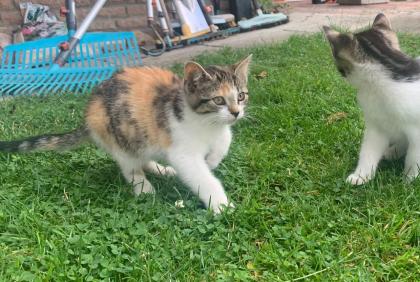 Kitten, Katzenbabys, Hofkatzen