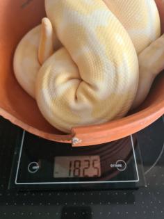 0. 3 Königspython Spider HC Albino Butter inkl. Terrarack