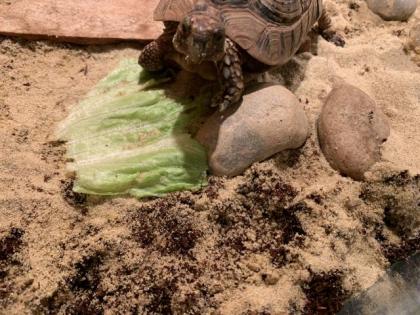 Landschildkröte w 30 Jahre inkl. Terrarium in liebevolle Hände
