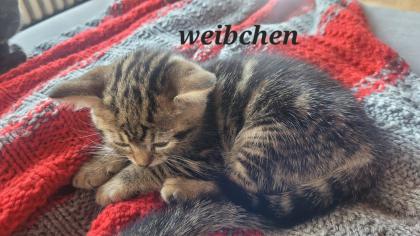 Ägyptisch Mau - BKH Mix Kitten