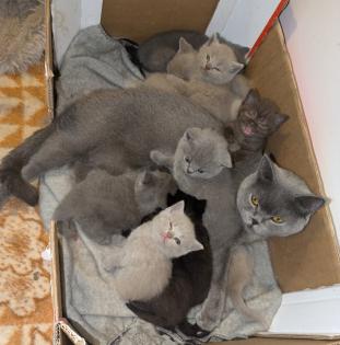 Wir bieten liebevolle, gut erzogene, reinrassige Britisch-Kurzhaar-Kitten zu erschwinglichen Prei
