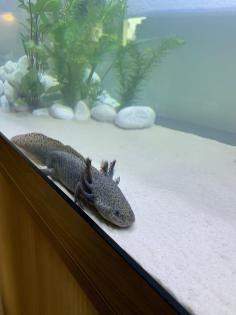 Axolotl Jungtiere, eigene Zucht, MV