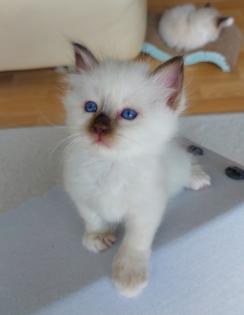 Heilige birma kitten