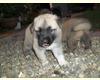 Kangal germanischer Bärenhund Welpen